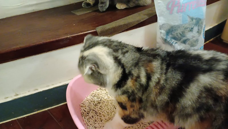 女人知己試用大隊,口碑行銷,部落客行銷,PurreLand 倍淨豆腐貓砂,好市多購買,COSTCO購買,豆腐貓砂,PurreLand倍淨,低粉塵,易清理,可沖馬桶,提供絕佳的除臭與凝結力,豆腐貓砂評價,貓砂評價,使用心得,貓砂分享,好用,原味,綠茶,豆腐砂,水量需完全覆蓋貓砂,水量需貓砂的2~3倍以上,豆腐砂評價,高CP值,划算